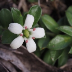 Rhytidosporum alpinum at Cotter River, ACT - 20 Dec 2014 11:59 AM