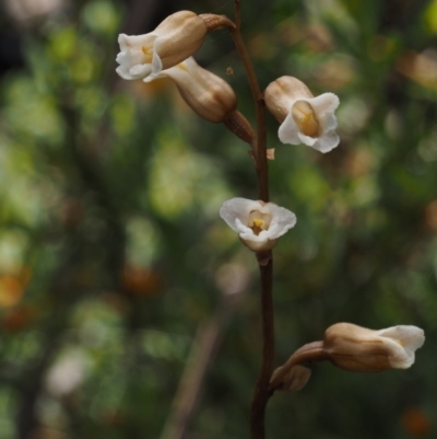 Gastrodia surcula (Snowgum potato orchid) at Cotter River, ACT - 19 Dec 2014 by KenT
