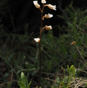 Gastrodia surcula at Cotter River, ACT - suppressed