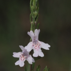 Westringia eremicola (Slender Western Rosemary) at Paddys River, ACT - 24 Oct 2014 by KenT
