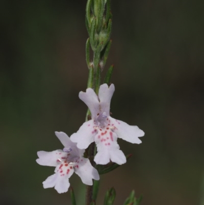Westringia eremicola (Slender Western Rosemary) at Paddys River, ACT - 24 Oct 2014 by KenT