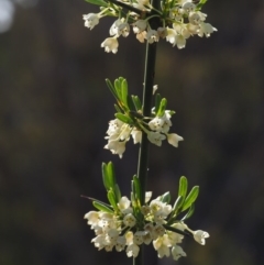 Discaria pubescens (Australian Anchor Plant) at Paddys River, ACT - 23 Oct 2014 by KenT