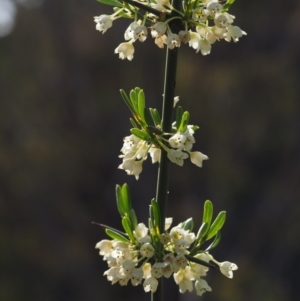 Discaria pubescens at Paddys River, ACT - 24 Oct 2014