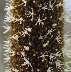 Xanthorrhoea glauca subsp. angustifolia at Paddys River, ACT - suppressed