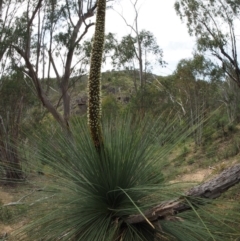 Xanthorrhoea glauca subsp. angustifolia at Paddys River, ACT - suppressed