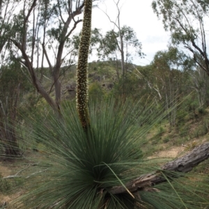 Xanthorrhoea glauca subsp. angustifolia at Paddys River, ACT - 24 Oct 2014