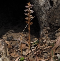 Orobanche minor (Broomrape) at Paddys River, ACT - 24 Oct 2014 by KenT