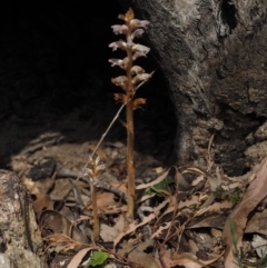 Orobanche minor (Broomrape) at Paddys River, ACT - 23 Oct 2014 by KenT