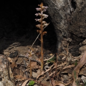 Orobanche minor at Paddys River, ACT - 24 Oct 2014