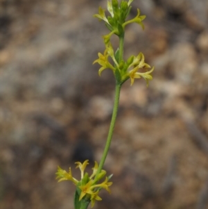 Pimelea curviflora var. sericea at Paddys River, ACT - 24 Oct 2014