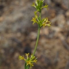 Pimelea curviflora var. sericea (Curved Riceflower) at Paddys River, ACT - 23 Oct 2014 by KenT