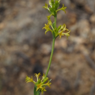 Pimelea curviflora var. sericea (Curved Riceflower) at Paddys River, ACT - 23 Oct 2014 by KenT