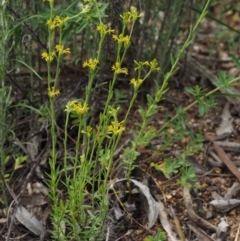 Pimelea curviflora var. sericea at Paddys River, ACT - 24 Oct 2014 09:24 AM