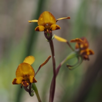 Diuris pardina (Leopard Doubletail) at Paddys River, ACT - 23 Oct 2014 by KenT