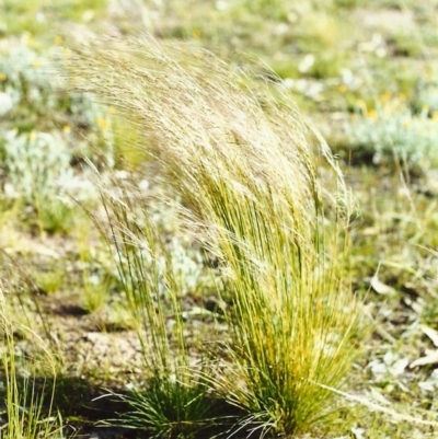 Austrostipa scabra subsp. falcata (Rough Spear-grass) at Tuggeranong Hill - 3 Jan 2002 by michaelb