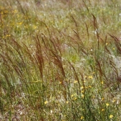 Austrostipa scabra subsp. falcata (Rough Spear-grass) at Conder, ACT - 28 Nov 1999 by MichaelBedingfield