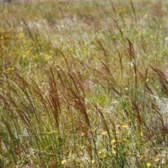 Austrostipa scabra subsp. falcata at Conder, ACT - 28 Nov 1999