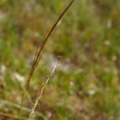 Austrostipa scabra subsp. falcata (Rough Spear-grass) at Conder, ACT - 1 Dec 1999 by MichaelBedingfield