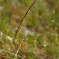 Austrostipa scabra subsp. falcata (Rough Spear-grass) at Conder, ACT - 30 Nov 1999 by michaelb