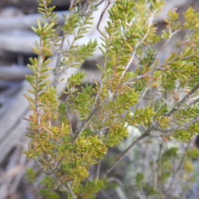 Calytrix tetragona (Common Fringe-myrtle) at The Ridgeway, NSW - 17 Jul 2015 by MichaelMulvaney