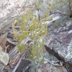 Calytrix tetragona at The Ridgeway, NSW - 18 Jul 2015