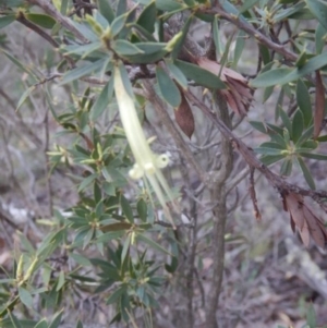 Styphelia triflora at The Ridgeway, NSW - 18 Jul 2015