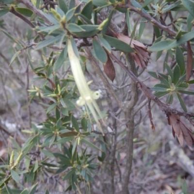 Styphelia triflora (Five-corners) at The Ridgeway, NSW - 18 Jul 2015 by MichaelMulvaney