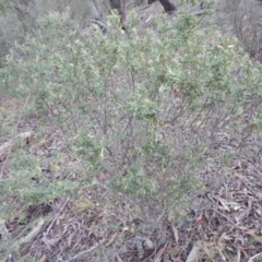 Styphelia triflora at The Ridgeway, NSW - 18 Jul 2015