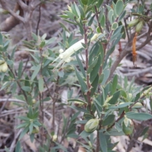 Styphelia triflora at The Ridgeway, NSW - 18 Jul 2015