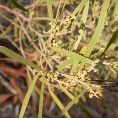 Acacia dawsonii (Dawson's Wattle) at Molonglo Gorge - 18 Jul 2015 by MichaelMulvaney