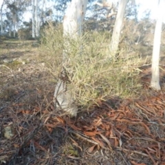 Acacia dawsonii at The Ridgeway, NSW - 18 Jul 2015