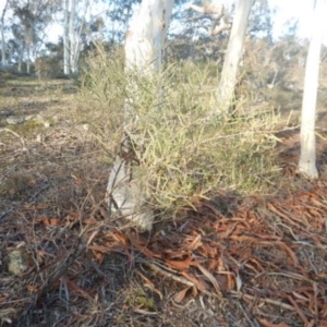 Acacia dawsonii at The Ridgeway, NSW - 18 Jul 2015