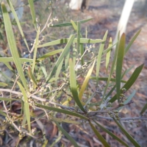 Acacia dawsonii at The Ridgeway, NSW - 18 Jul 2015