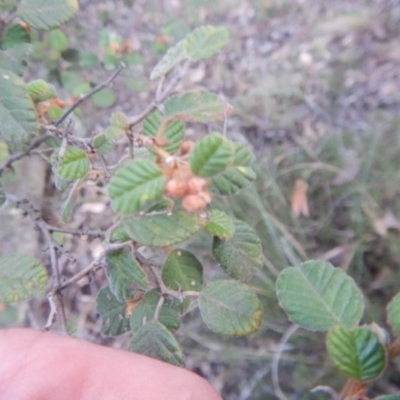 Pomaderris betulina subsp. betulina (Birch Pomaderris) at Molonglo Gorge - 18 Jul 2015 by MichaelMulvaney