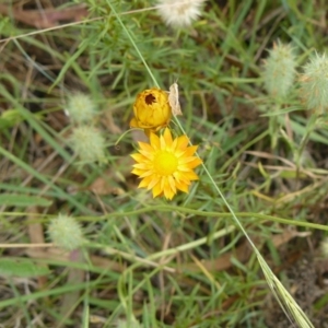 Xerochrysum viscosum at Deakin, ACT - 30 Nov 2010