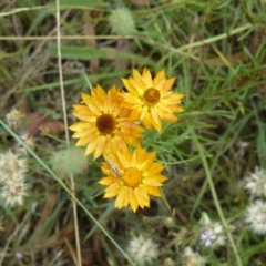 Xerochrysum viscosum at Deakin, ACT - 30 Nov 2010