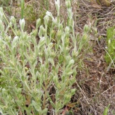 Pimelea curviflora var. sericea (Curved Riceflower) at Deakin, ACT - 23 Oct 2010 by MichaelMulvaney