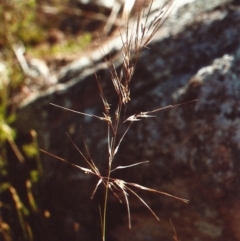 Austrostipa scabra subsp. falcata (Rough Spear-grass) at Tuggeranong Hill - 19 Nov 2010 by michaelb