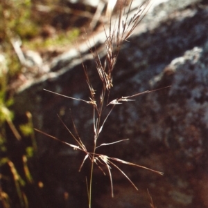 Austrostipa scabra subsp. falcata at Theodore, ACT - 20 Nov 2010 12:00 AM