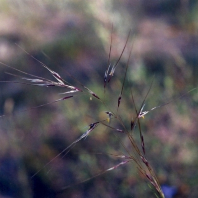 Austrostipa scabra subsp. falcata (Rough Spear-grass) at Rob Roy Range - 21 Nov 2005 by michaelb