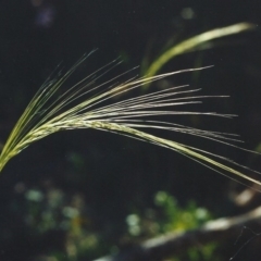 Austrostipa scabra subsp. falcata (Rough Spear-grass) at Bonython, ACT - 23 Jan 2007 by michaelb