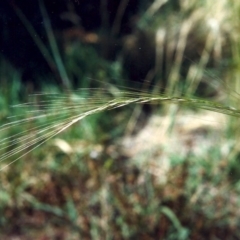 Austrostipa scabra subsp. falcata (Rough Spear-grass) at Greenway, ACT - 22 Jan 2007 by michaelb