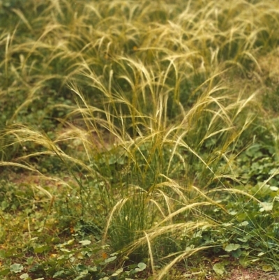 Austrostipa scabra subsp. falcata (Rough Spear-grass) at Conder, ACT - 8 Mar 2007 by MichaelBedingfield