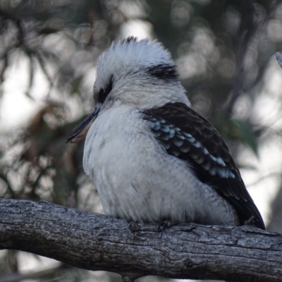 Dacelo novaeguineae (Laughing Kookaburra) at Mount Majura - 19 Jul 2015 by AaronClausen