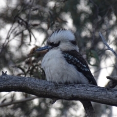 Dacelo novaeguineae at Hackett, ACT - 19 Jul 2015