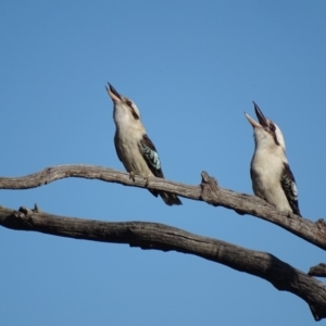 Dacelo novaeguineae at Hackett, ACT - 19 Jul 2015