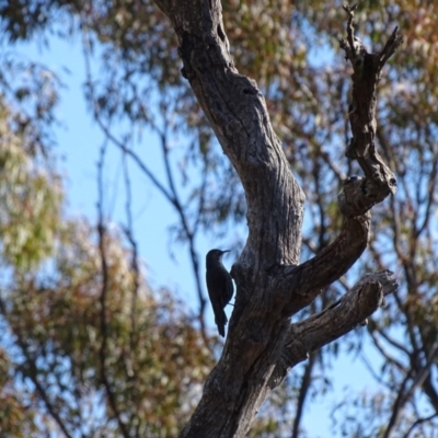 Cormobates leucophaea (White-throated Treecreeper) at Mount Majura - 19 Jul 2015 by AaronClausen