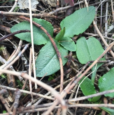 Pterostylis pedunculata (Maroonhood) at Mount Majura - 19 Jul 2015 by AaronClausen