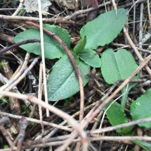 Pterostylis pedunculata at Hackett, ACT - 19 Jul 2015