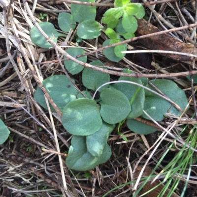 Pterostylidinae (greenhood alliance) (A Greenhood) at Mount Majura - 19 Jul 2015 by AaronClausen